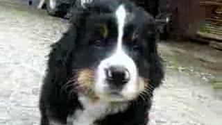 Berner Sennenhund welpen  Bernese Mountain Dogs Puppies [upl. by Nuahsed245]