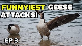 Funnyiest Aggressive Geese attacks complation  2018 [upl. by Enaed]