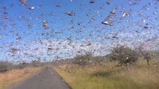 Watch locusts swarm in Madagascar [upl. by Kamin887]