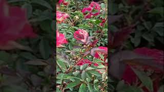 டிபரண்ட் டைப்ஸ் ஆப் கிரி கிரி ரோஸ் காலெக்ஷன் rosenursery gardening rosefarm trendingshorts vlog [upl. by Ramey]