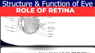 Role of Retina in vision  UrduHindi wellnessbyfarah [upl. by Idnod]