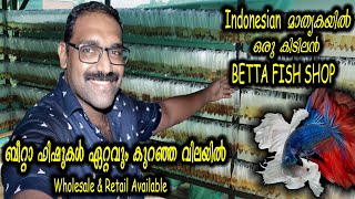 Indonesian മാതൃകയിൽ കിടിലൻ BETTA FISH SHOP  ബീറ്റാ ഫിഷുകൾ കുറഞ്ഞ വിലയിൽ  Wholesale amp Retail [upl. by Notsgnal]