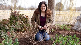 Pruning Panicle Hydrangeas 💚🌿  Garden Answer [upl. by Tali]