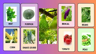 The Fascinating Names of Your Common Vegetables  2024 [upl. by Leontine112]