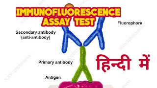 Immunofluorescence assay IFA test in hindi [upl. by Glyn]