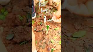 Simple grafting agriculture farming [upl. by Boggers]