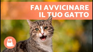 Miagolii per ATTIRARE I GATTI 🐱🔊 Suoni per far avvicinare il tuo gatto [upl. by Brigid]