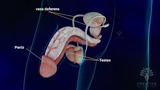 Male reproductive system parts and functions  Sperm formation process Bulbourethral gland [upl. by Annahsed131]