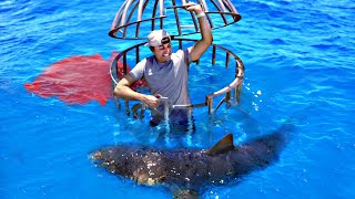 Shark Attack Test Human Blood vs Fish Blood [upl. by Ocer]