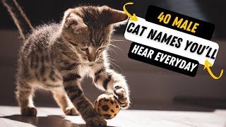 40 Most Common Cat Names You’ll Hear Everyday  MOST POPULAR MALE CAT NAMES [upl. by Lethia]