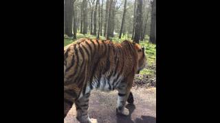 Longleat Safari Park Angry Tiger [upl. by Leach]