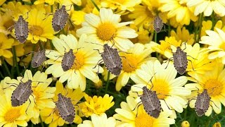 Are stink bugs bugging you Heres how to deal with the putrid pest [upl. by Pryor]