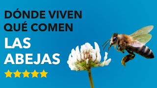 Dónde VIVEN las ABEJAS y QUÉ COMEN 🐝😮¡ASOMBROSO [upl. by Ghiselin]