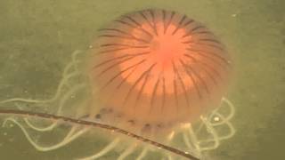 Compass Jellyfish In Brixham Harbour [upl. by Batholomew]