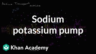 Sodium potassium pump  Membranes and transport  Biology  Khan Academy [upl. by Guzel]