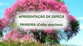 CONHEÇA NOSSAS ESPÉCIES  PAINEIRA Ceiba speciosa [upl. by Harobed]