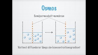 Diffusion och osmos Transport över membran [upl. by Bernarr236]