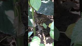 Pet care  Stray Cat  Indian Cat catfamily catlove [upl. by Hendry]