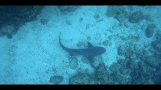 Buceo soñado en Costa Rica con Pacific Coast Dive Center Playa Flamingo Guanacaste [upl. by Marcellina]