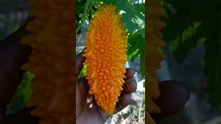 fruits cutting dresses subscribe music dancehall rap newmusic dance subscribe [upl. by Adnaram]