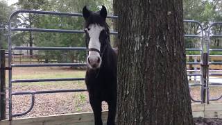 Extreme Mustang Makeover DAY 1 Florida 2019 [upl. by Aicul566]