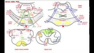 Pons simplified sections of internal structure [upl. by Ardnasirk272]