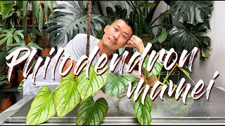 Philodendron Mamei Care Tips and Propagation in water moss and soil  WITH UPDATES [upl. by Kynthia572]