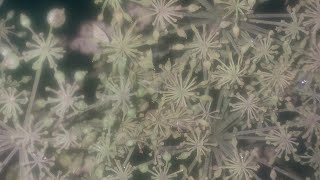 Heracleum or HogweedChimpin Flora Plant Nature Short YTShort YoutubeShort Clip Bud Garden [upl. by Suzann]