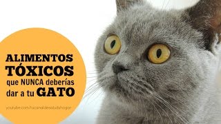 Alimentos tóxicos para gatos [upl. by Garin]