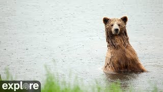 River Watch  Katmai National Park Alaska powered by EXPLOREorg [upl. by Netloc]