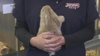 How To Take Care Of Dwarf Rabbits [upl. by Anaul]