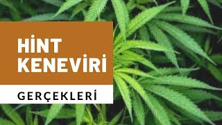 Hint Keneviri Gerçekleri Kenevir Haşhaş Esrar Serdar Akgün Sağlık Videoları [upl. by Platus]