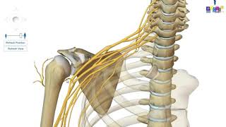 Le membre supérieur  linnervation [upl. by Enella580]