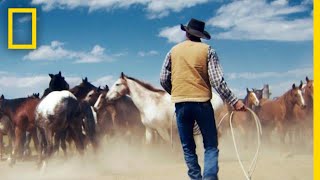 Wrangling Wild Horses in the Mountains of Montana  Short Film Showcase [upl. by Alliuqahs]