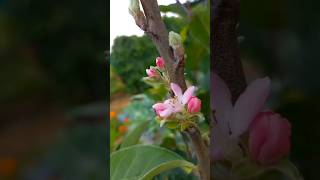 Grafted Apple plant flowers🤗🤗😍😍👌👌👍👍 [upl. by Ayisan18]