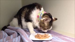 A Cat eating immediately following etube placement [upl. by Reinert41]