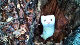 ErmineStoat in a Tree  Cute [upl. by Gerk648]