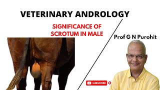 Veterinary Andrology I Male reproductive organs I Understanding the Scrotum I VGO Unit 3 I GNP Sir [upl. by Sadnalor945]