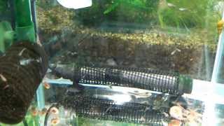 ミクロラスボラspハナビ稚魚 20131219 Fry of Danio margaritatus [upl. by Clie]