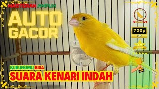 ‼️ 🐦 Kompilasi RoL Speed KENARI GACOR cuit NgeroL  ampuh untuk Pancingan kenari paud belajar Bunyi [upl. by Sukey165]