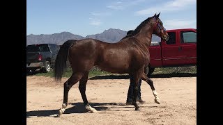 El 40  Carreras de caballo Horse races Thoroughbred vs Quarter Horse 400yards [upl. by Pearle]