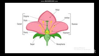 Horticulture Mcqs  Seed Certification AO ppsc FPSC KPPSC MAHA  UAF [upl. by Yssac164]