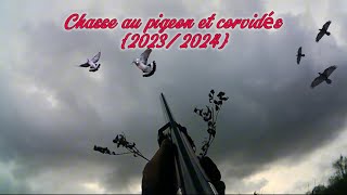 Chasse au pigeon et corvidésbonus 20232024 [upl. by Ylecara]