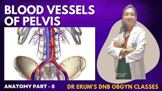 Anatomy Series Blood Vessels of Pelvis  DNB Theory Class  DNB OBGYN coaching All India chapter [upl. by Iemaj]