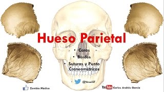 Anatomía  Hueso Parietal Caras Bordes [upl. by Jamnes]