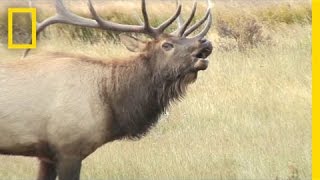 Listen These Elk Sound Terrifying Like Ringwraiths  National Geographic [upl. by Pall]