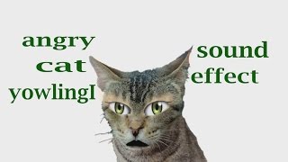 The Animal Sounds Angry Cat Yowling  Sound Effect  Animation [upl. by Aisatsan183]