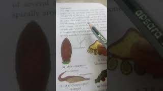 11th std bio botanycycas reproduction [upl. by Alaine]