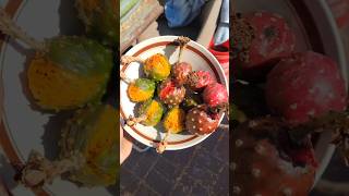 Greatest homegrown pitaya daily harvest to date 11 pitayas I ate [upl. by Walke]