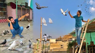 Kabootar Ur Gaye Hath Se😨 Big Trap For Pigeons [upl. by Baynebridge]